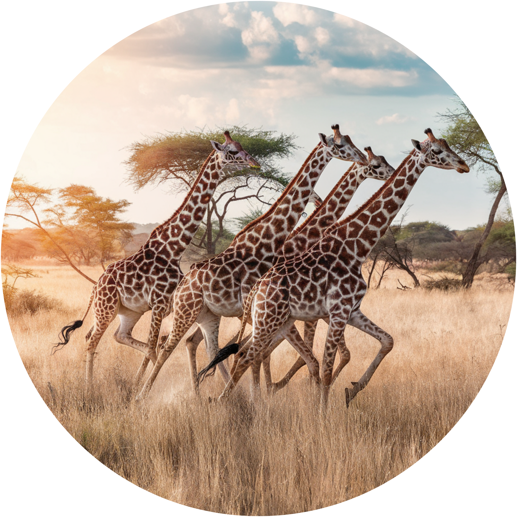 Running Giraffe Safari Metal Sign – Round Sublimated Wildlife Wreath Attachment or Wall Art, Nature Scene with African Giraffe Herd