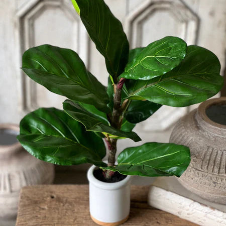 Potted fiddle leaf fig plant on a wooden surface with a neutral background